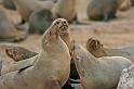 117 Cape Cross seal colony